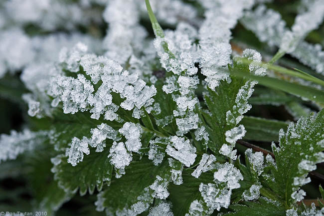 28Winterfresh